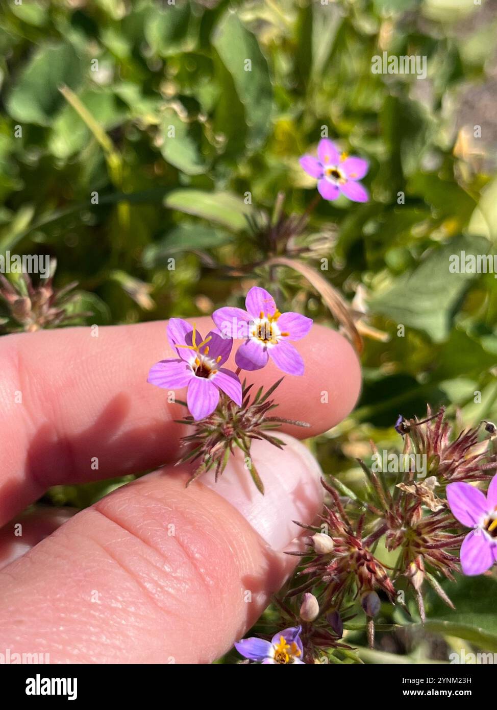 Variable Linanthus (Leptosiphon parviflorus) Stockfoto