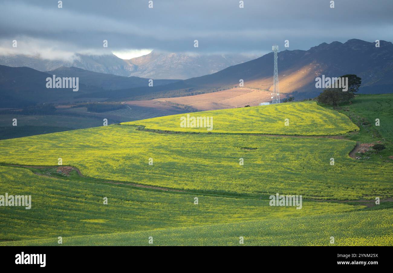Rapsfelder im Overberg bei den Hottentots-Hollands-Bergen an der Route R43 im Westkap. Stockfoto