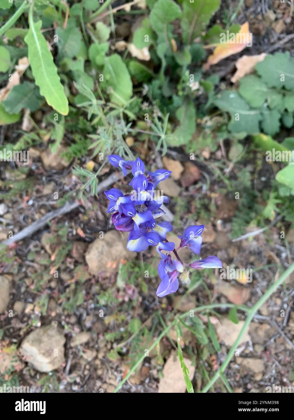 Coulter-Lupine (Lupinus sparsiflorus) Stockfoto