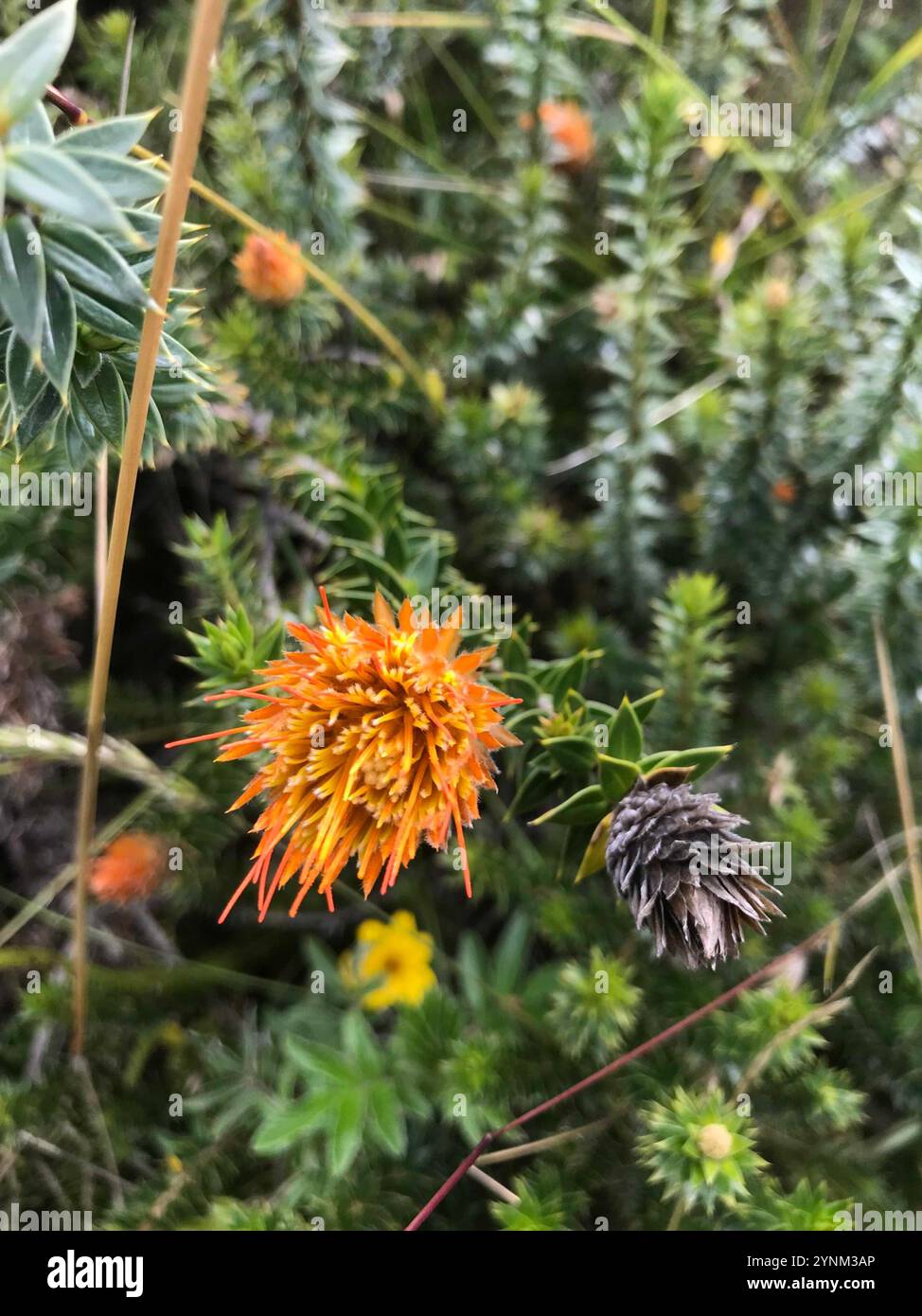 Chuquiragua (Chuquiraga jussieui) Stockfoto