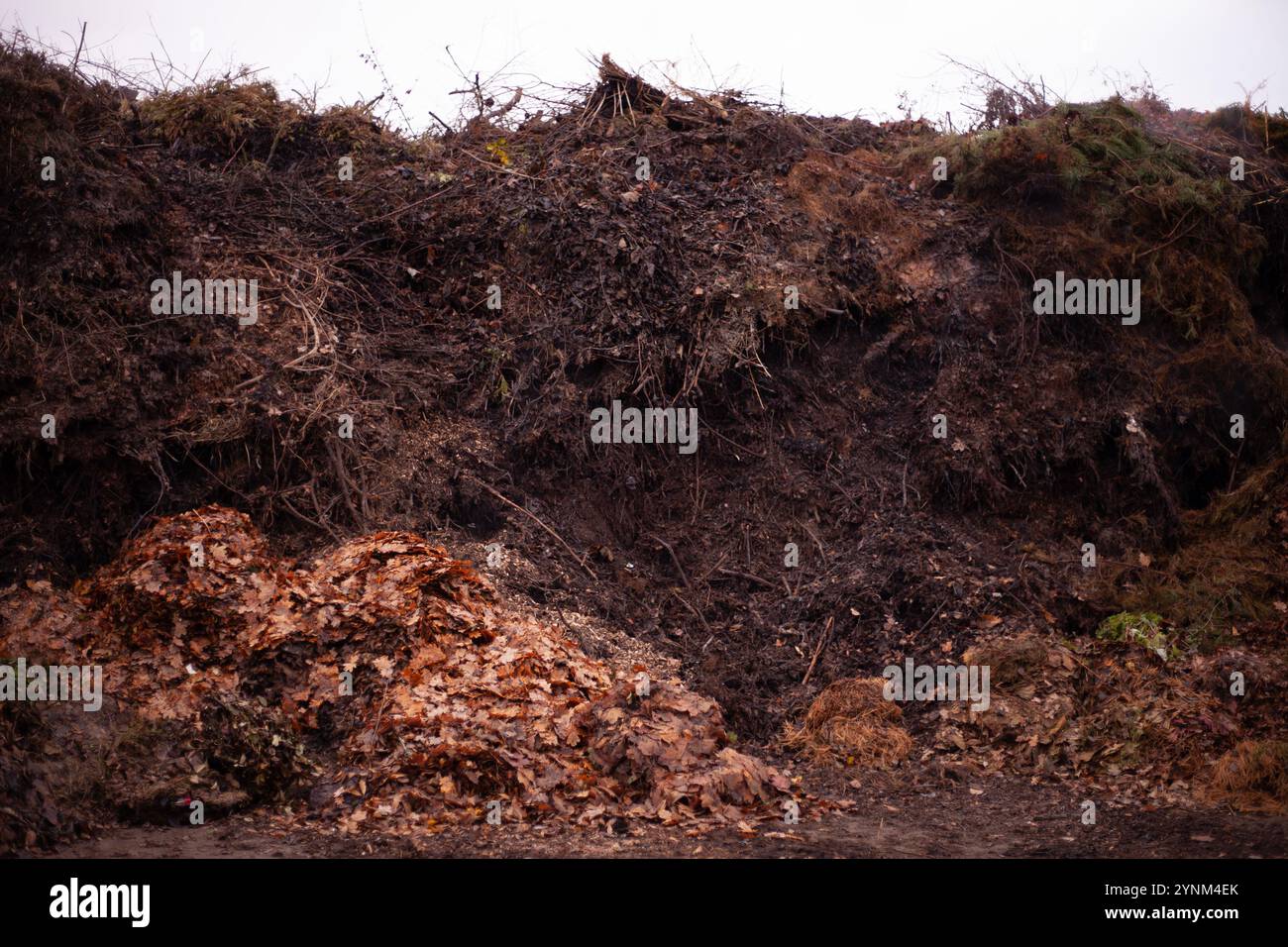 Ein Berg grüner Abfälle, der zu Kompost verarbeitet werden kann Stockfoto