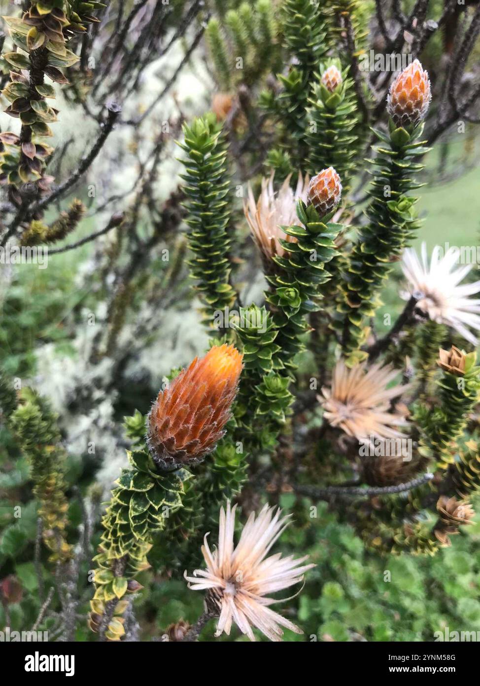 Chuquiragua (Chuquiraga jussieui) Stockfoto
