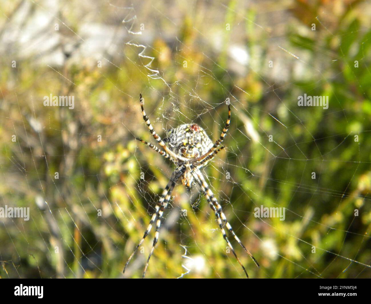 Common Garden Orbweb Spider (Argiope australis) Stockfoto