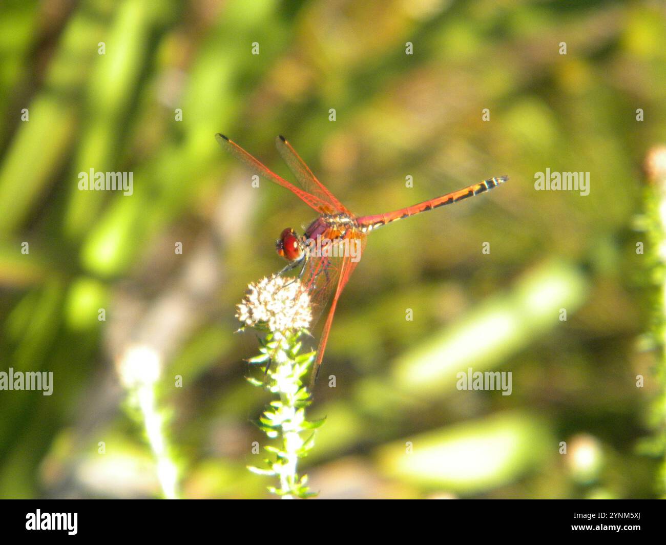 Rotgeäderter Tropfen (Trithemis arteriosa) Stockfoto