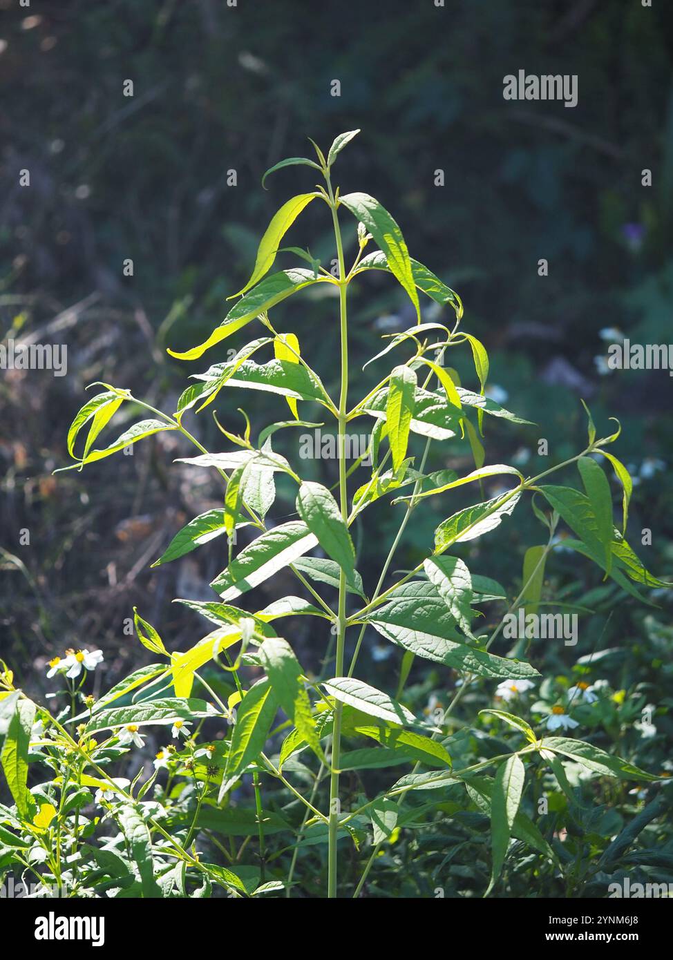 Asiatischer Schmetterlingsstrauch (Buddleja asiatica) Stockfoto