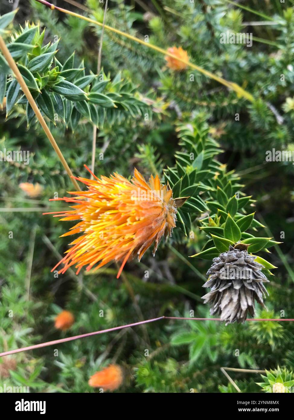 Chuquiragua (Chuquiraga jussieui) Stockfoto
