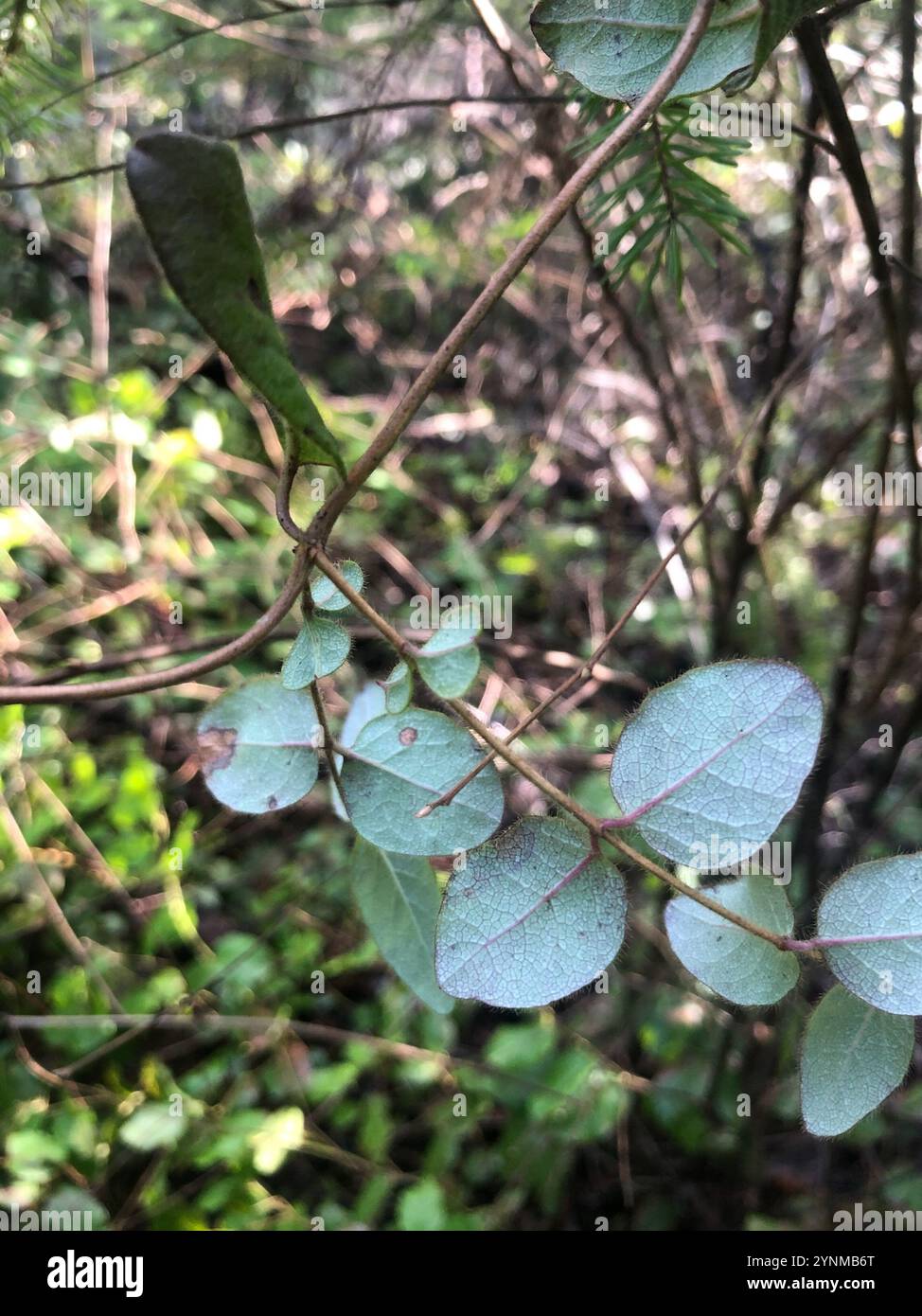 Pinke Geißblatt (Lonicera hispidula) Stockfoto