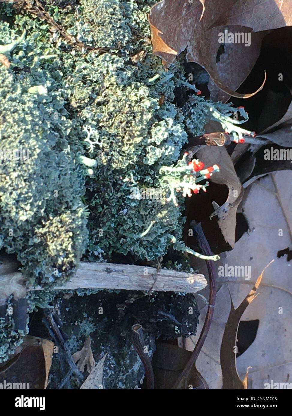Britische Soldatenflechte (Cladonia cristatella) Stockfoto