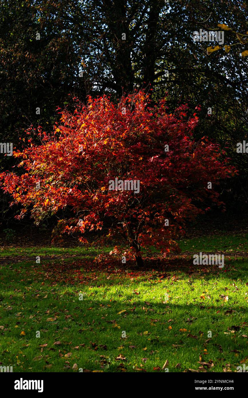 Ein acer mit roten Blättern im Herbst Stockfoto