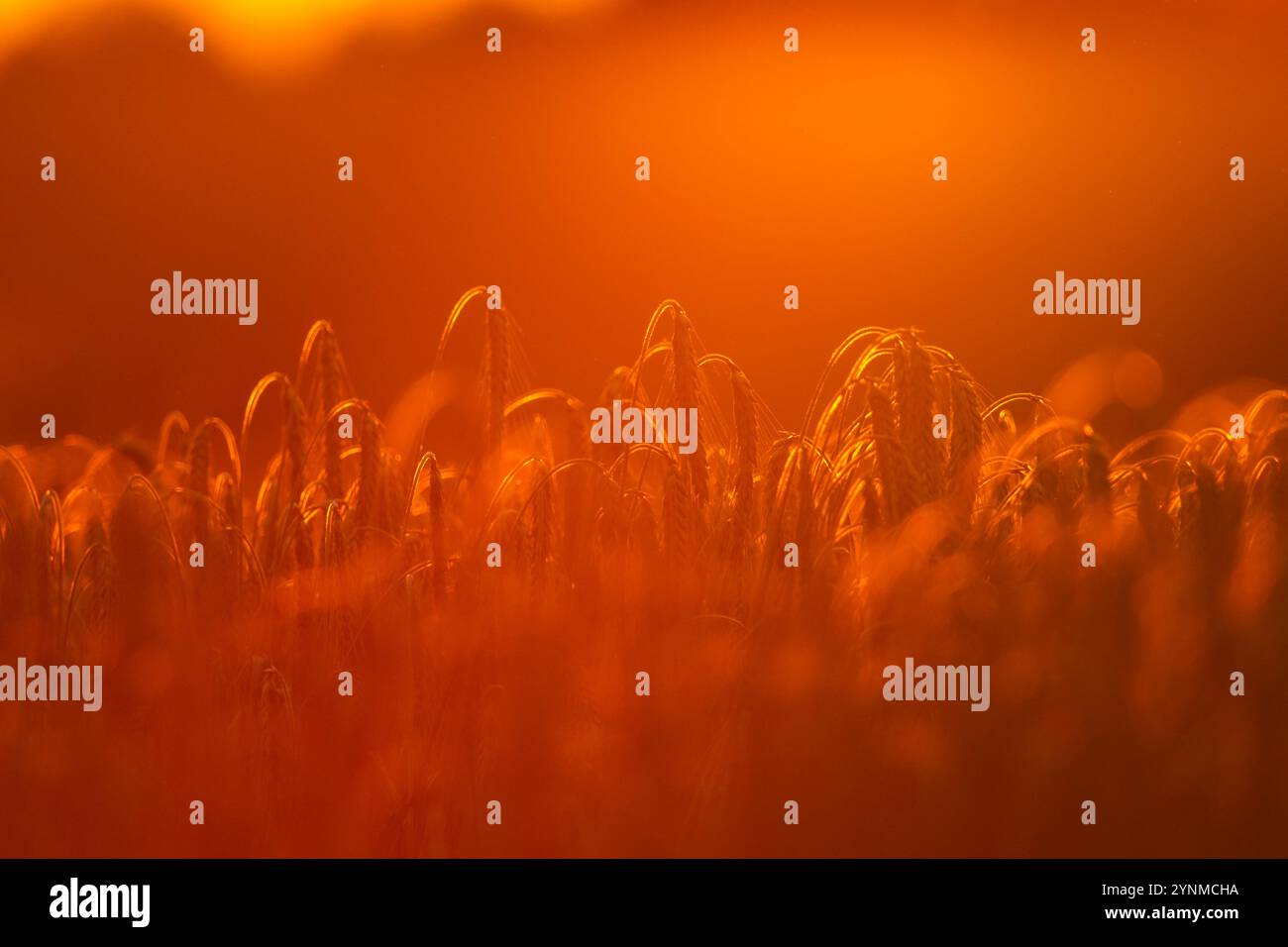 Getreideohren, beleuchtet durch das Licht der untergehenden Sonne, Sommerblick Stockfoto