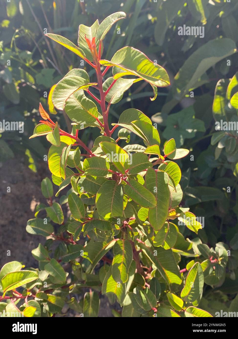 lorbeersumac (Malosma laurina) Stockfoto