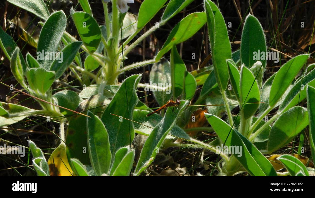 Little Blue Dragonlet (Erythrodiplax minuscula) Stockfoto