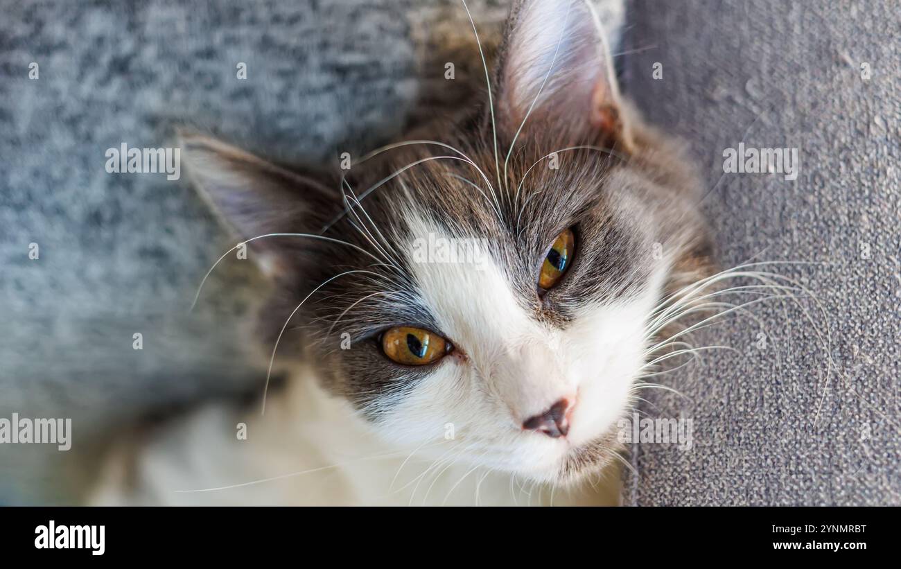 Entzückende weiße und graue Hauskatze mit auffälligen Augen, die bequem auf einer weichen Oberfläche liegt. Ideal für Inhalte mit Haustieren, Entspannung und gemütliches Mo Stockfoto