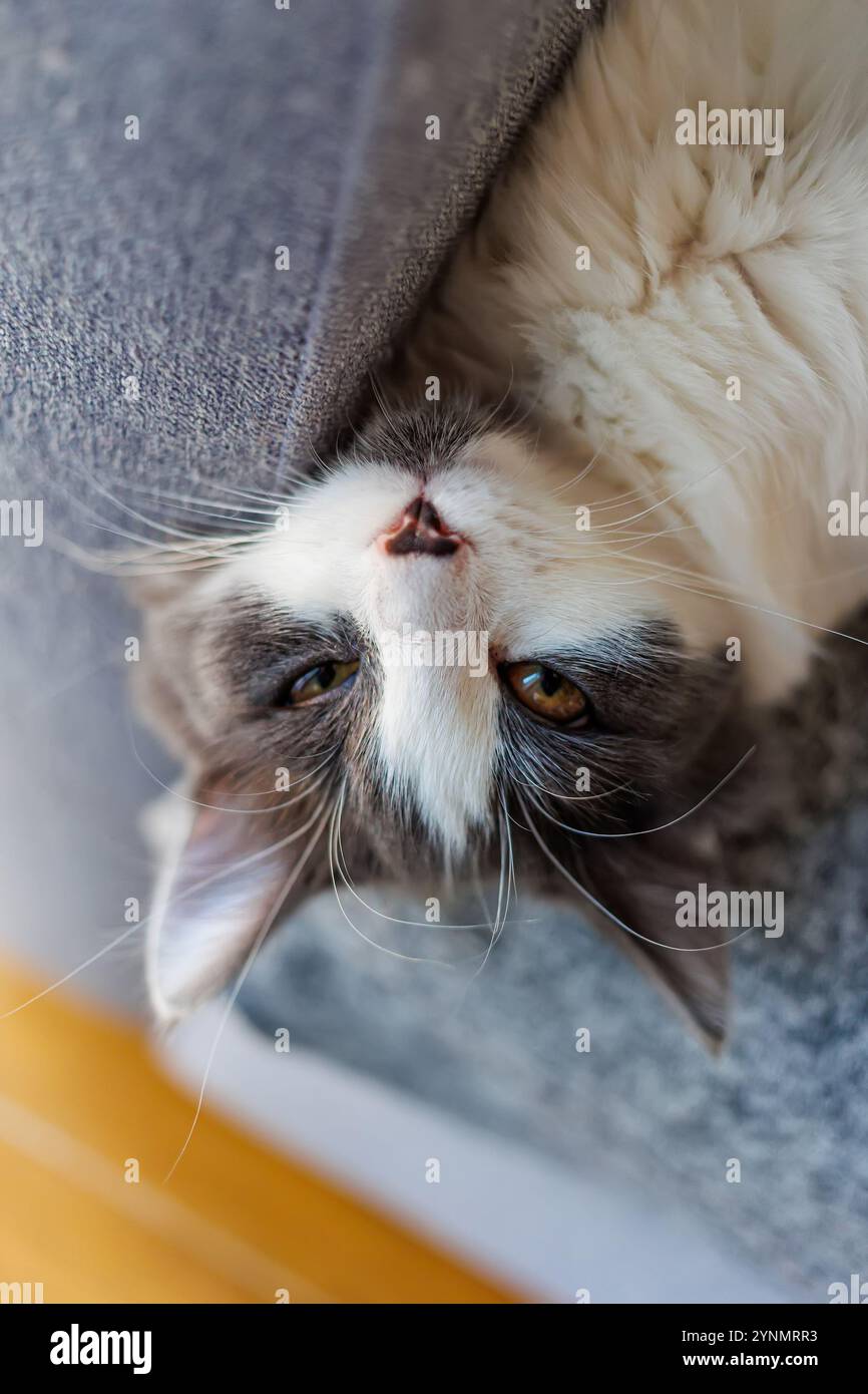 Entzückende weiße und graue Hauskatze mit auffälligen Augen, die bequem auf einer weichen Oberfläche liegt. Ideal für Inhalte mit Haustieren, Entspannung und gemütliches Mo Stockfoto