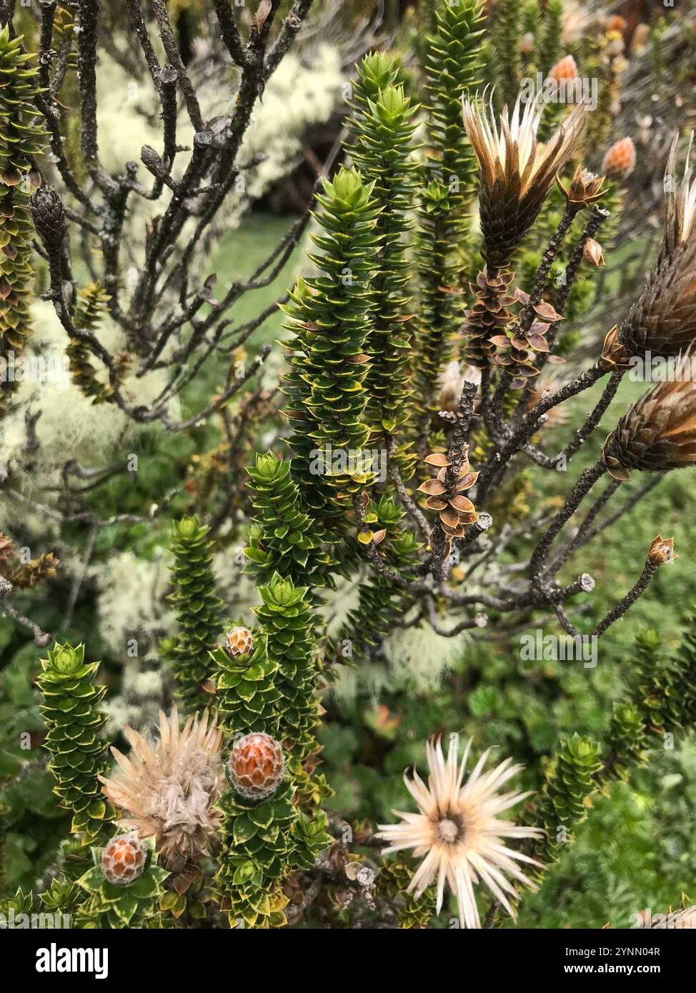 Chuquiragua (Chuquiraga jussieui) Stockfoto