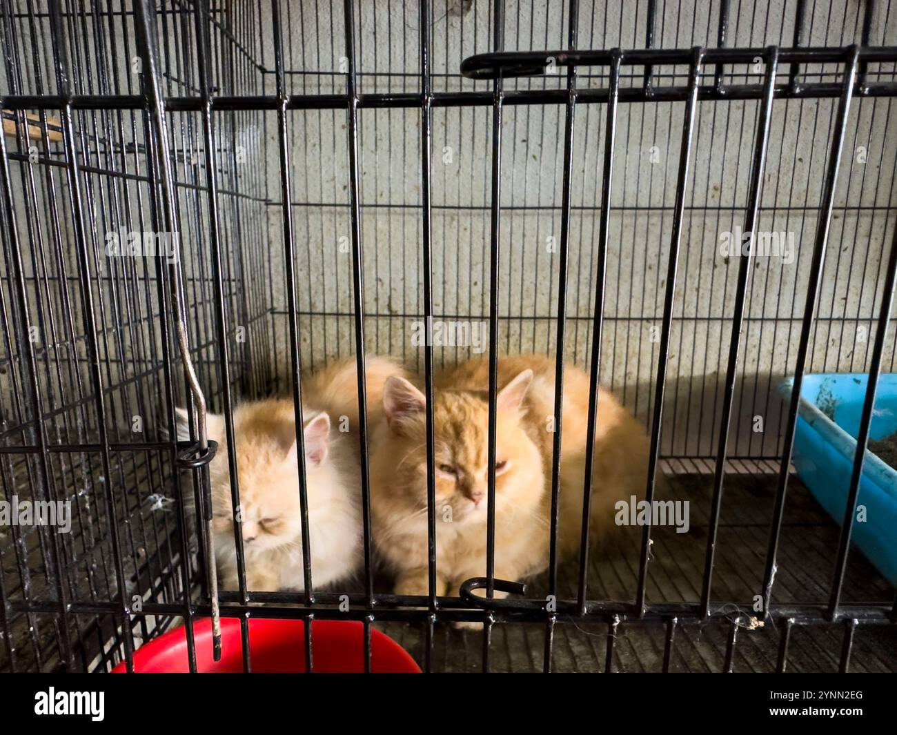 Zwei entzückende Kätzchen ruhen in einem Käfig in einem Tierhandwerk aus Stockfoto