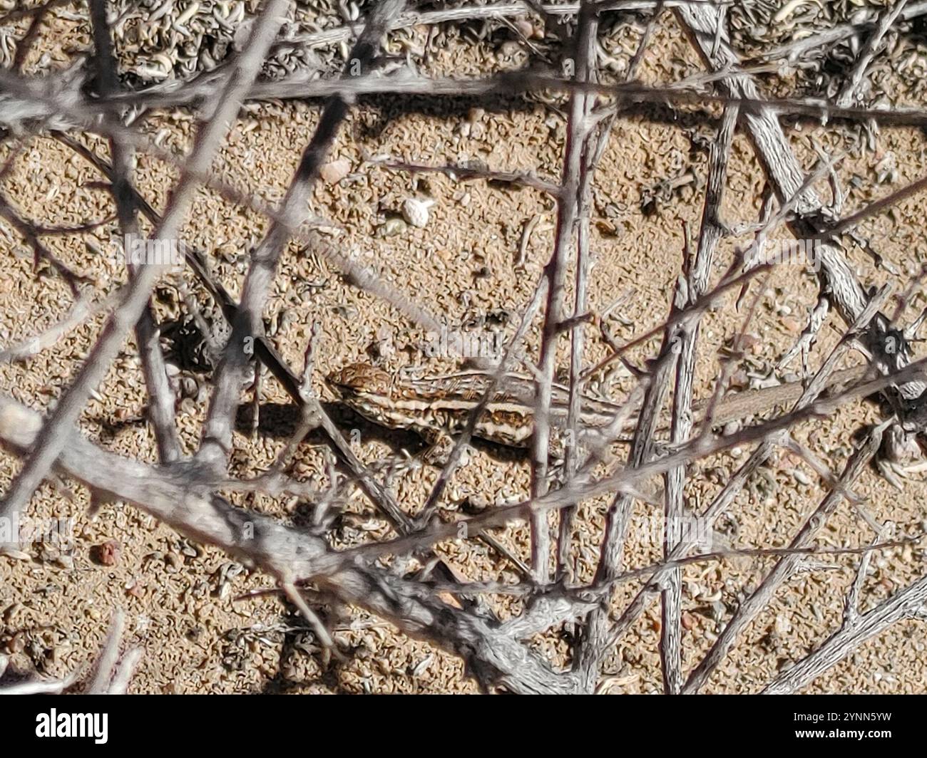 Östliche Seitengrütze (Uta stansburiana stejnegeri) Stockfoto