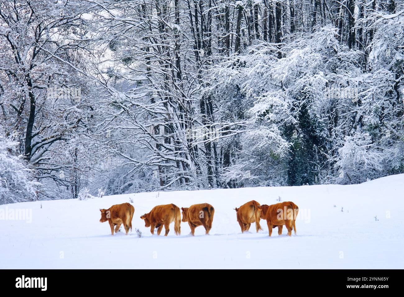 Eine Gruppe brauner Kühe, die auf einem schneebedeckten Feld vor dem Hintergrund von schneebedeckten Bäumen in einer ruhigen Winterlandschaft spazieren Stockfoto