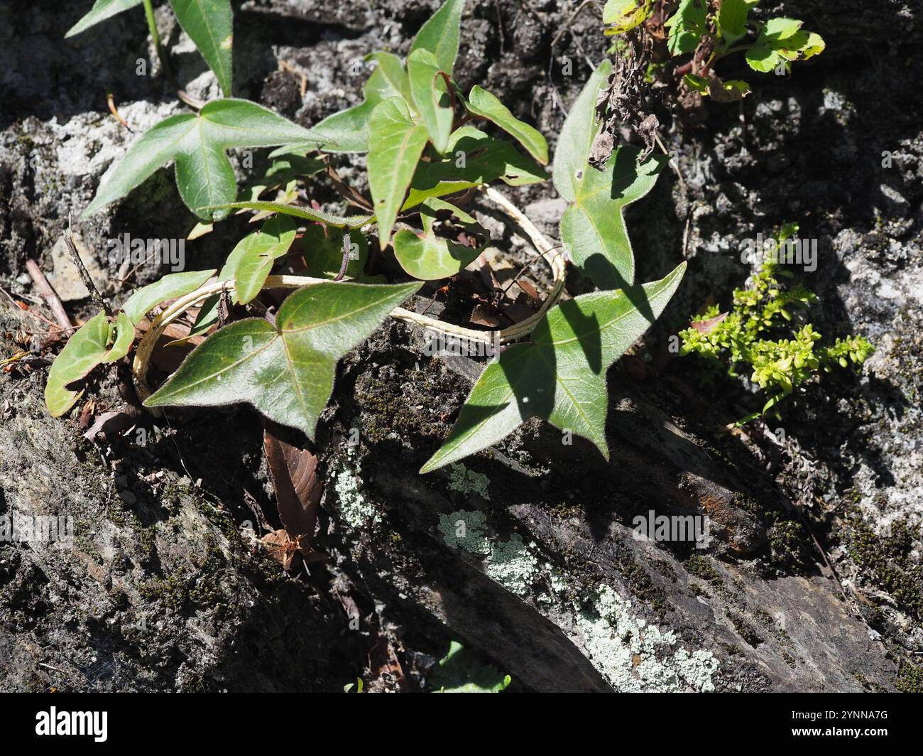 Corkystem Passionsblume (Passiflora suberosa) Stockfoto