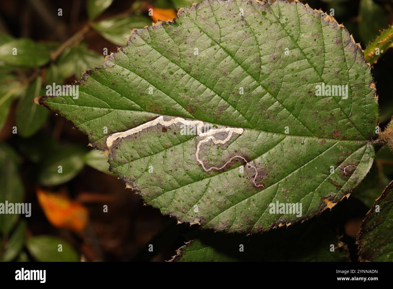 Goldenes Pigmy (Stigmella aurella) Stockfoto