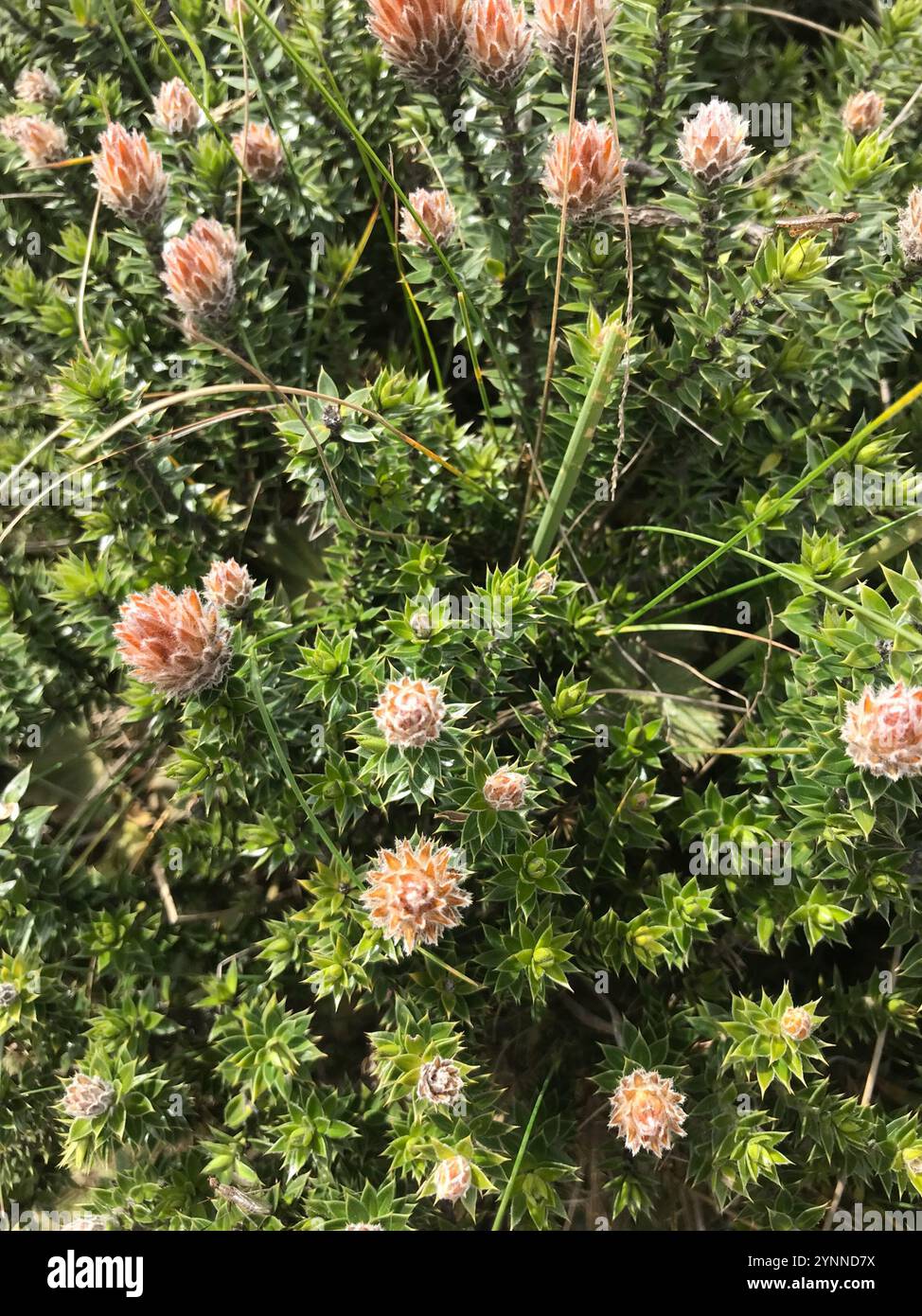 Chuquiragua (Chuquiraga jussieui) Stockfoto