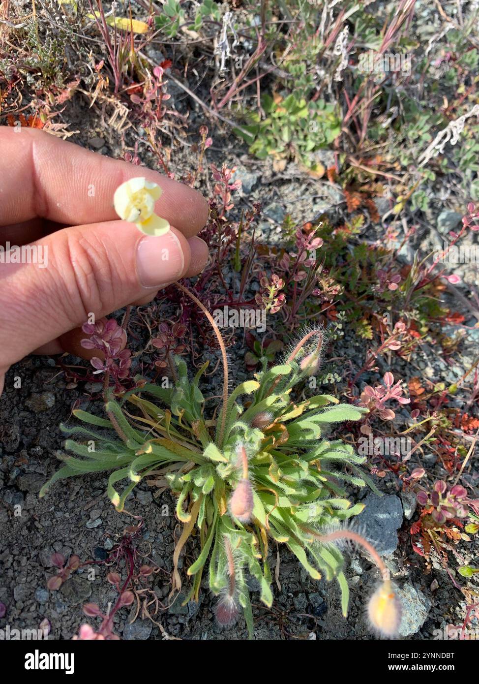 Creambecher (Platystemon californicus) Stockfoto