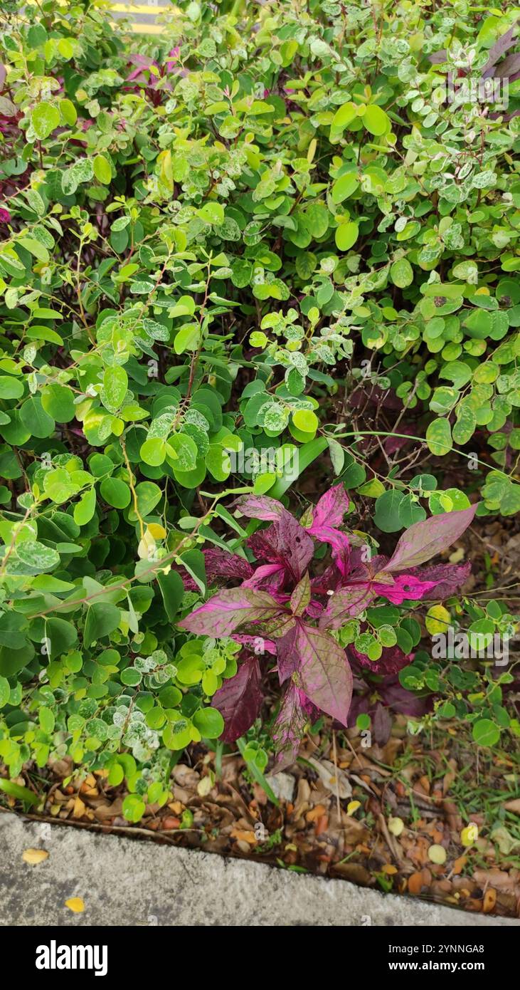 Schneebausch (Breynia disticha) Stockfoto