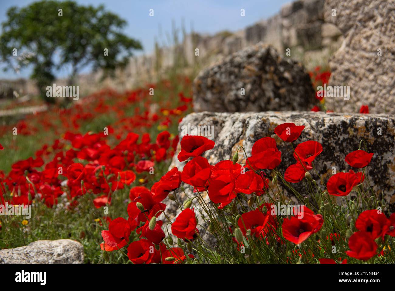 Mohnblumen wachsen wild in den römischen Ruinen von Caunos im Süden der Türkei Stockfoto