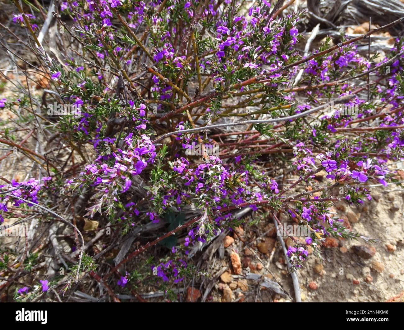 Stachelige Purplegorse (Muraltia heisteria) Stockfoto