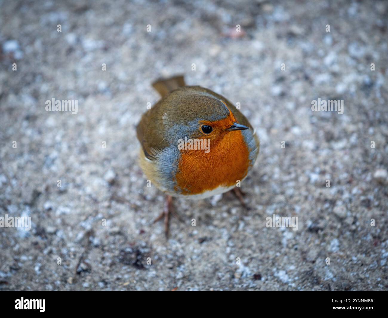 Nahaufnahme eines rotkehlchens auf einem Kiesweg. UK Stockfoto