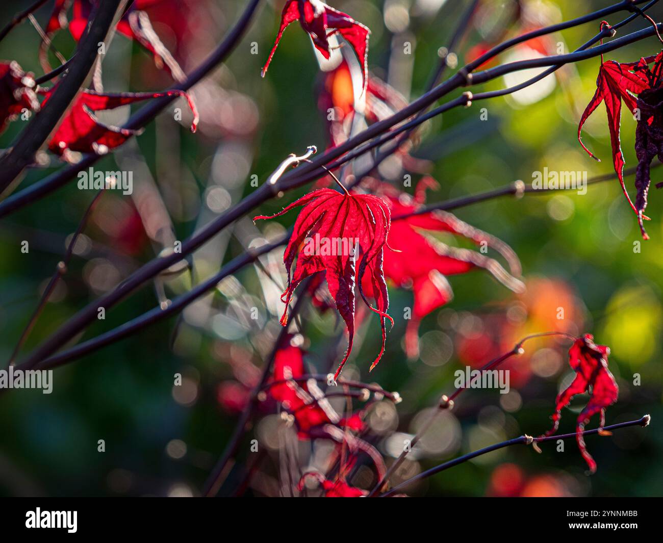 Hellrote hinterleuchtete Blätter von Acer palmatum „Bloodgood“ im Winter. Stockfoto