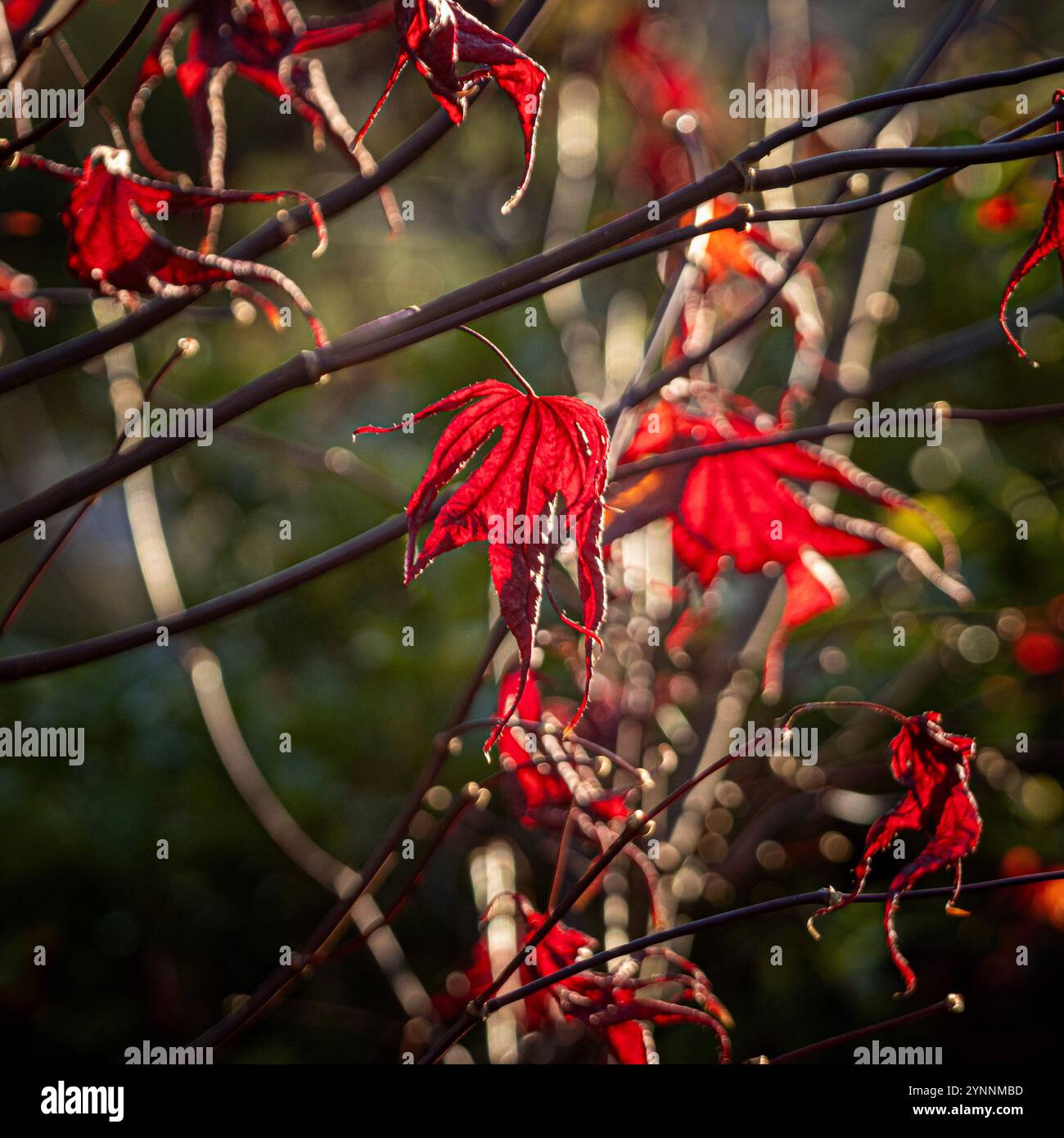 Hellrote hinterleuchtete Blätter von Acer palmatum „Bloodgood“ im Winter. Stockfoto
