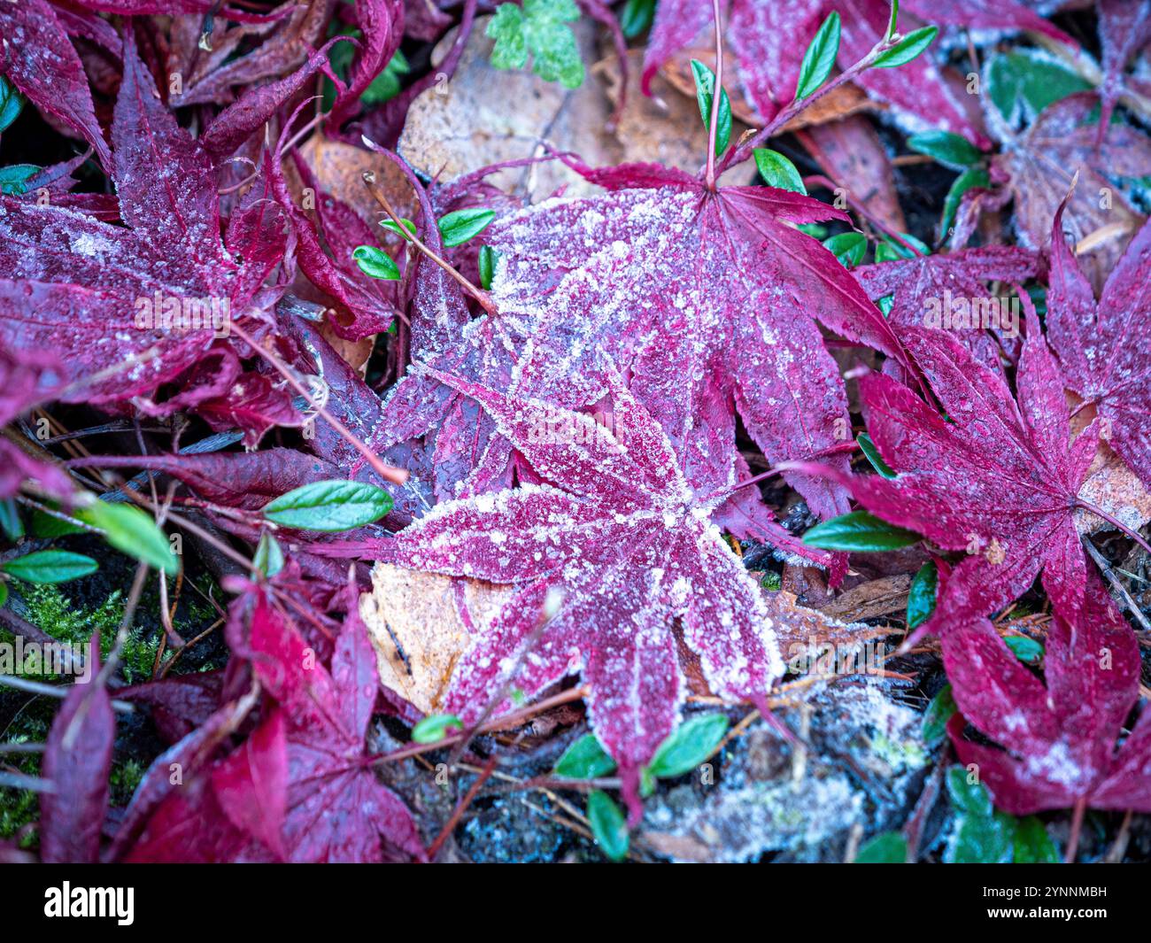 Gefrorene Blätter von Acer palmatum „Bloodgood“ liegen auf dem Boden in einem britischen Garten. Stockfoto