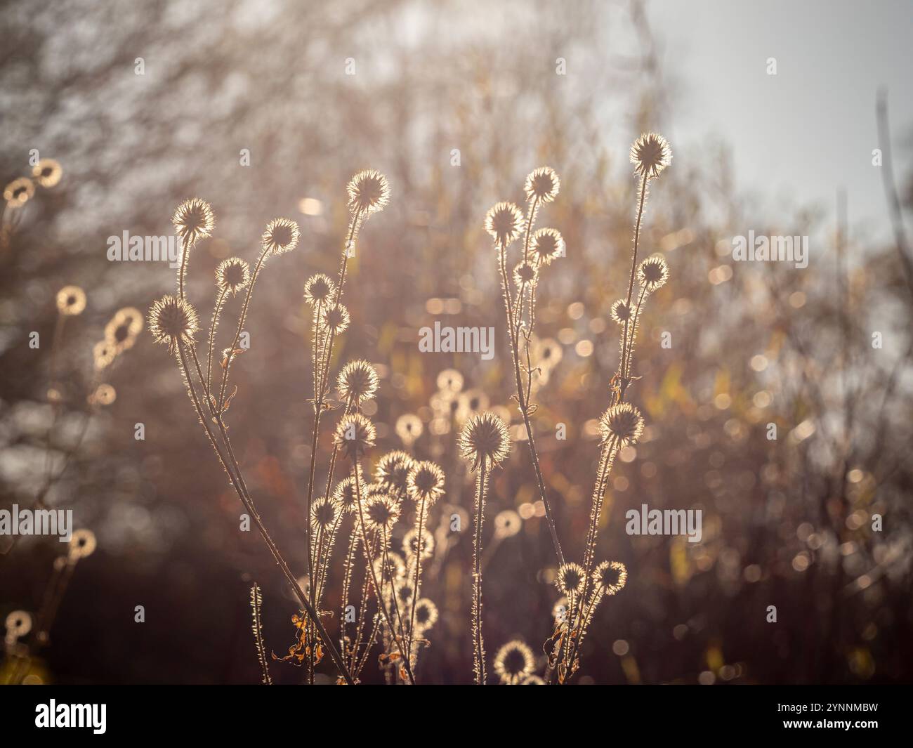 Echinacea-Samenköpfe, die in einem britischen Garten vor der Wintersonne stehen. Stockfoto