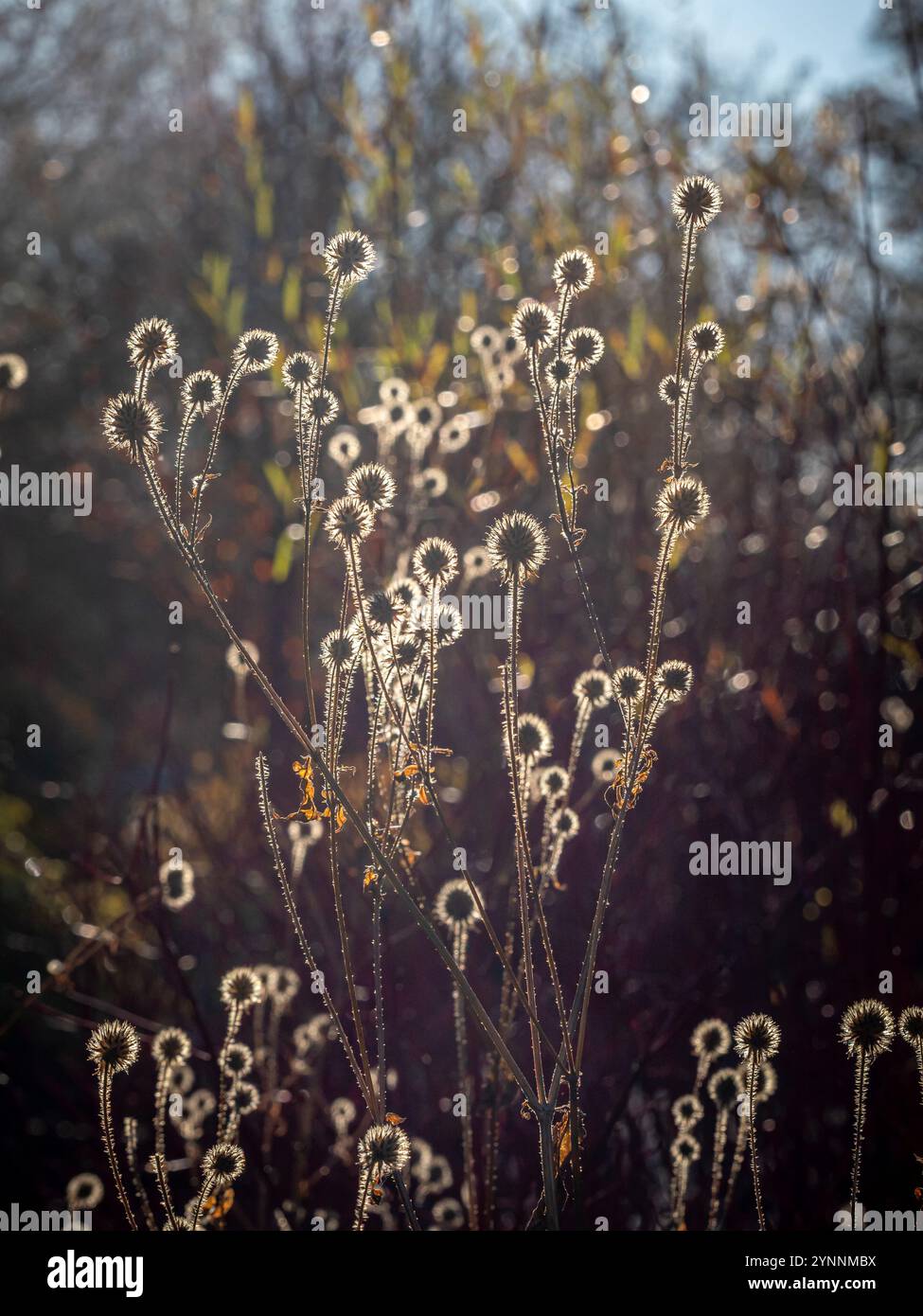 Echinacea-Samenköpfe, die in einem britischen Garten vor der Wintersonne stehen. Stockfoto