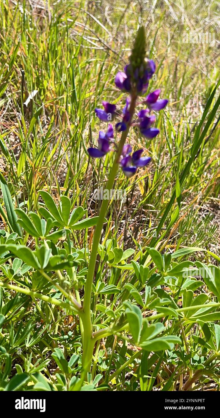 arroyo Lupine (Lupinus succulentus) Stockfoto