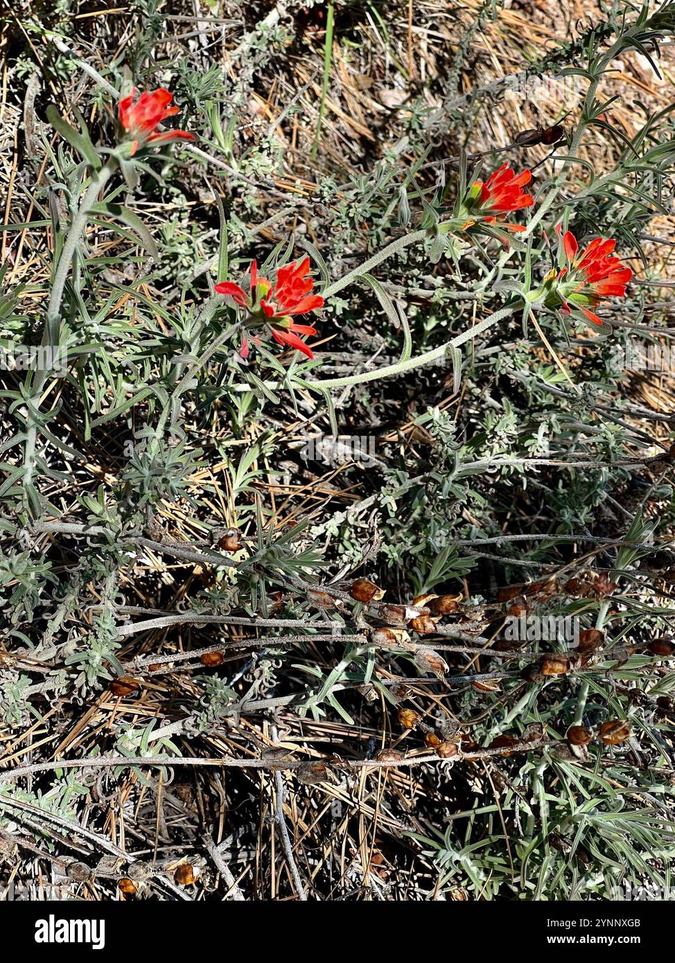 Indischer Wollpinsel (Castilleja foliolosa) Stockfoto