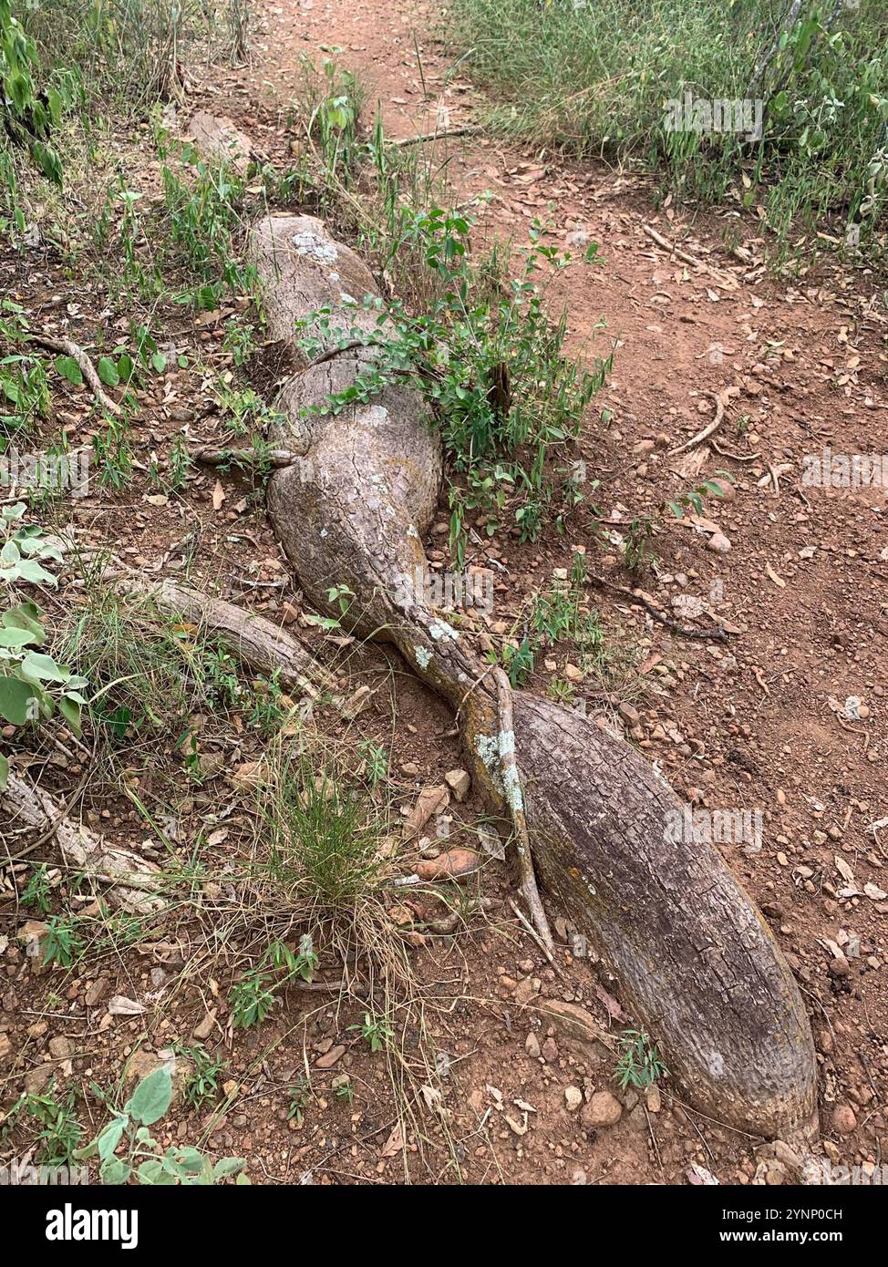 Weißer Seidenseidenseidenbaum (Ceiba insignis) Stockfoto