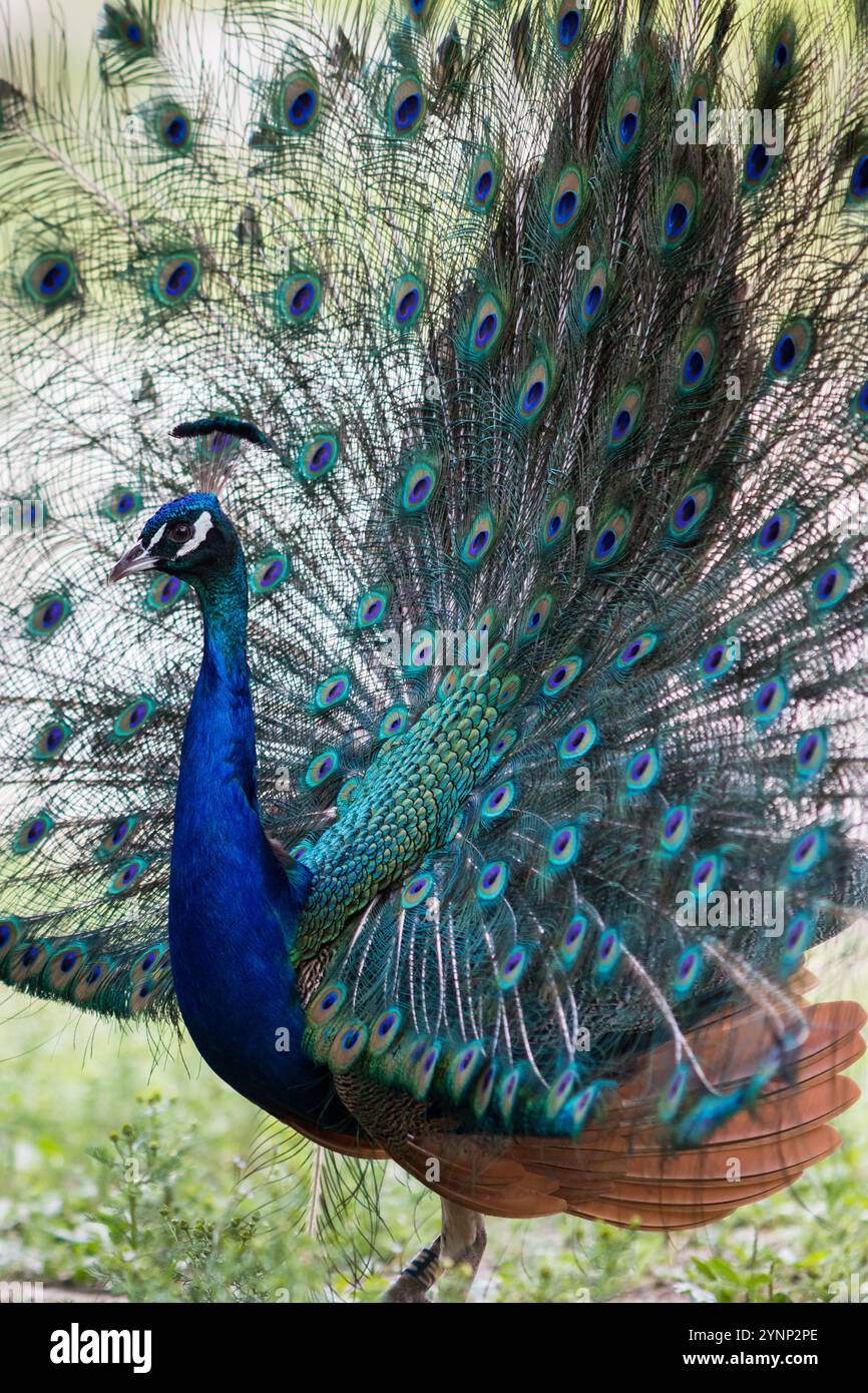 Pfauenschwanzfedern und Gefieder Stockfoto