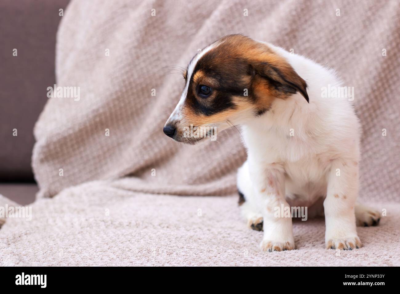 Ein kleiner brauner und weißer Welpe sitzt bequem auf einer weichen Couch und genießt seine Umgebung in einer gemütlichen Wohnzimmeratmosphäre Stockfoto