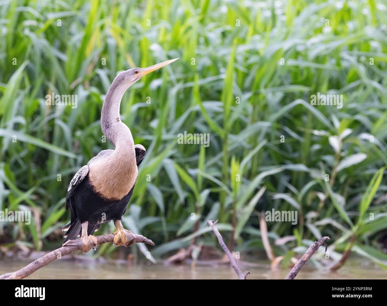 Pantanal Wildtiere - weibliche Erwachsene Anhinga Vogel, Anhinga anhinga oder Südamerika Darter, hoch oben an einem Fluss, dem Pantanal, Brasilien Südamerika Stockfoto