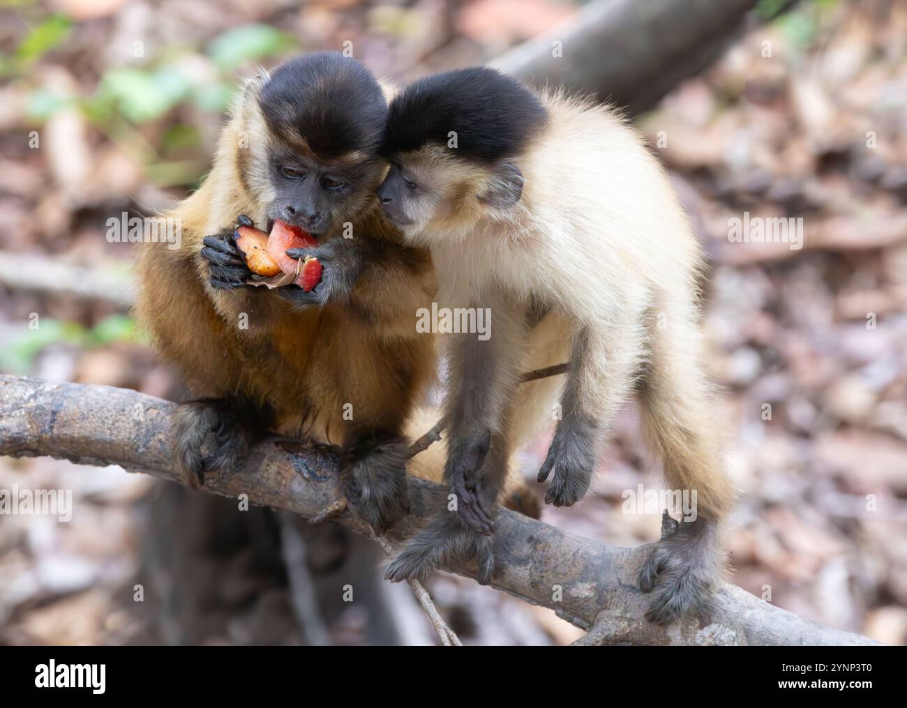 Azaras Kapuziner oder KapuzenKapuzenKapuziner, Sapajus Cay; New World Affen, Pantanal Tiere und Wildtiere, Pantanal, Brasilien Südamerika Stockfoto