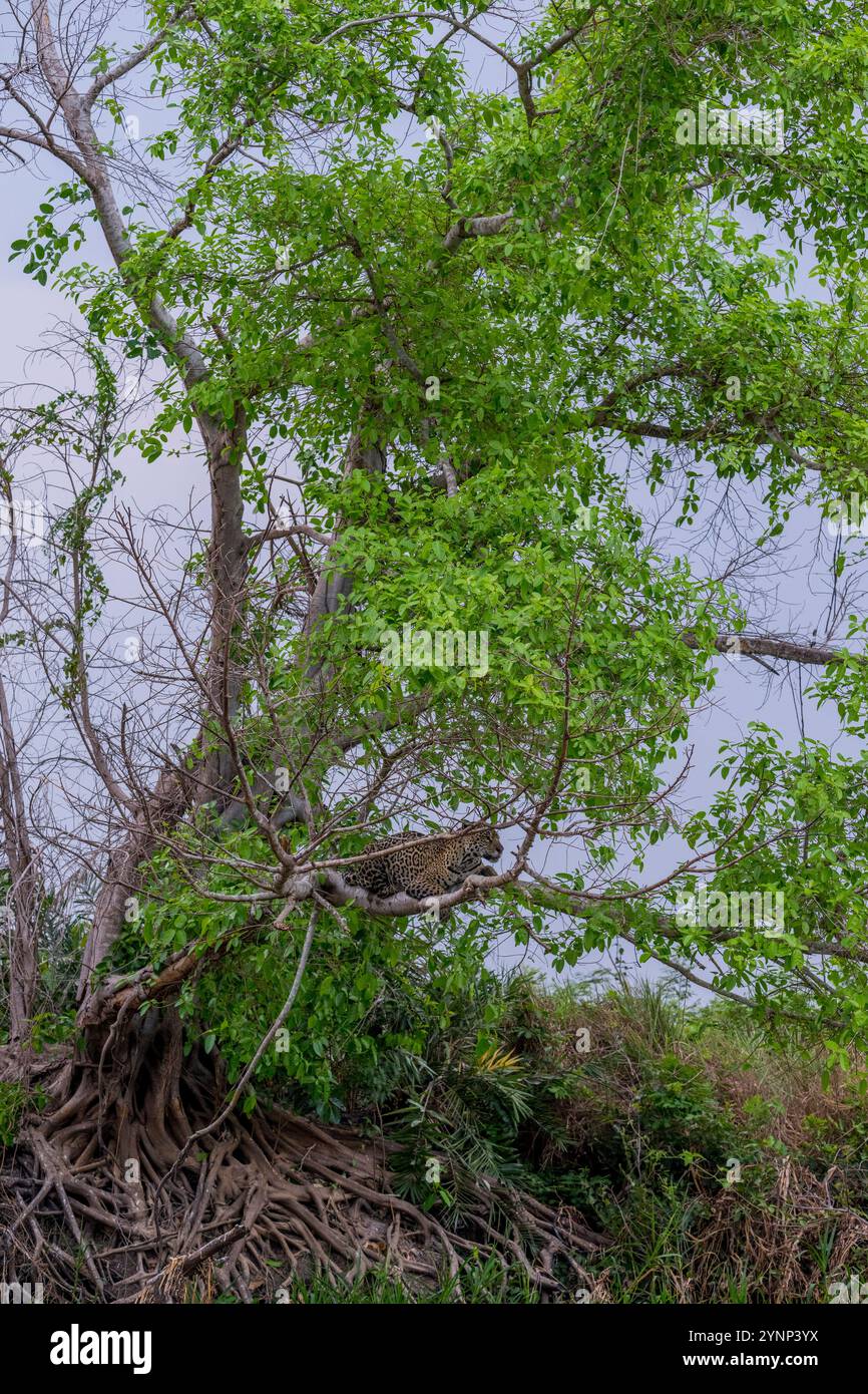 Ein Jaguar (Panthera onca) in einem Baum, der das Flussufer unten auf Beute an einem der Zuflüsse des Cuiaba River bei Porto Jofre im Norden beobachtet Stockfoto