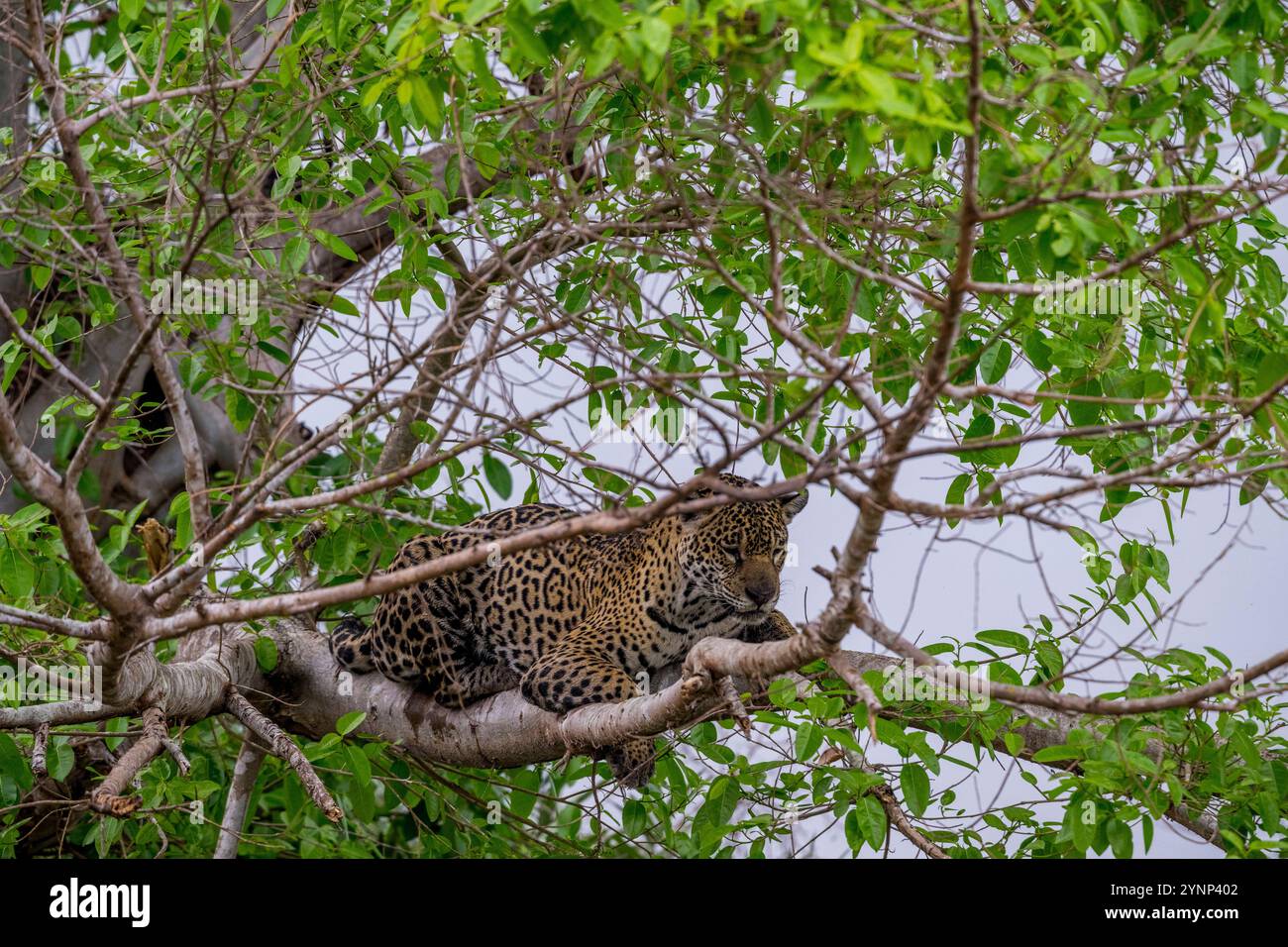 Ein Jaguar (Panthera onca) in einem Baum, der das Flussufer unten auf Beute an einem der Zuflüsse des Cuiaba River bei Porto Jofre im Norden beobachtet Stockfoto