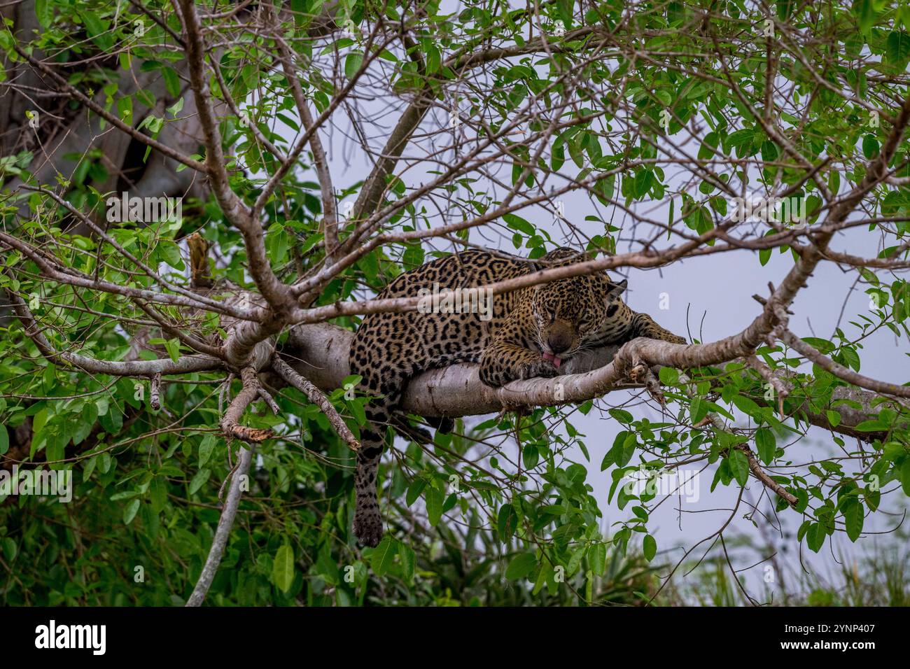 Ein Jaguar (Panthera onca) in einem Baum, der das Flussufer unten auf Beute an einem der Zuflüsse des Cuiaba River bei Porto Jofre im Norden beobachtet Stockfoto