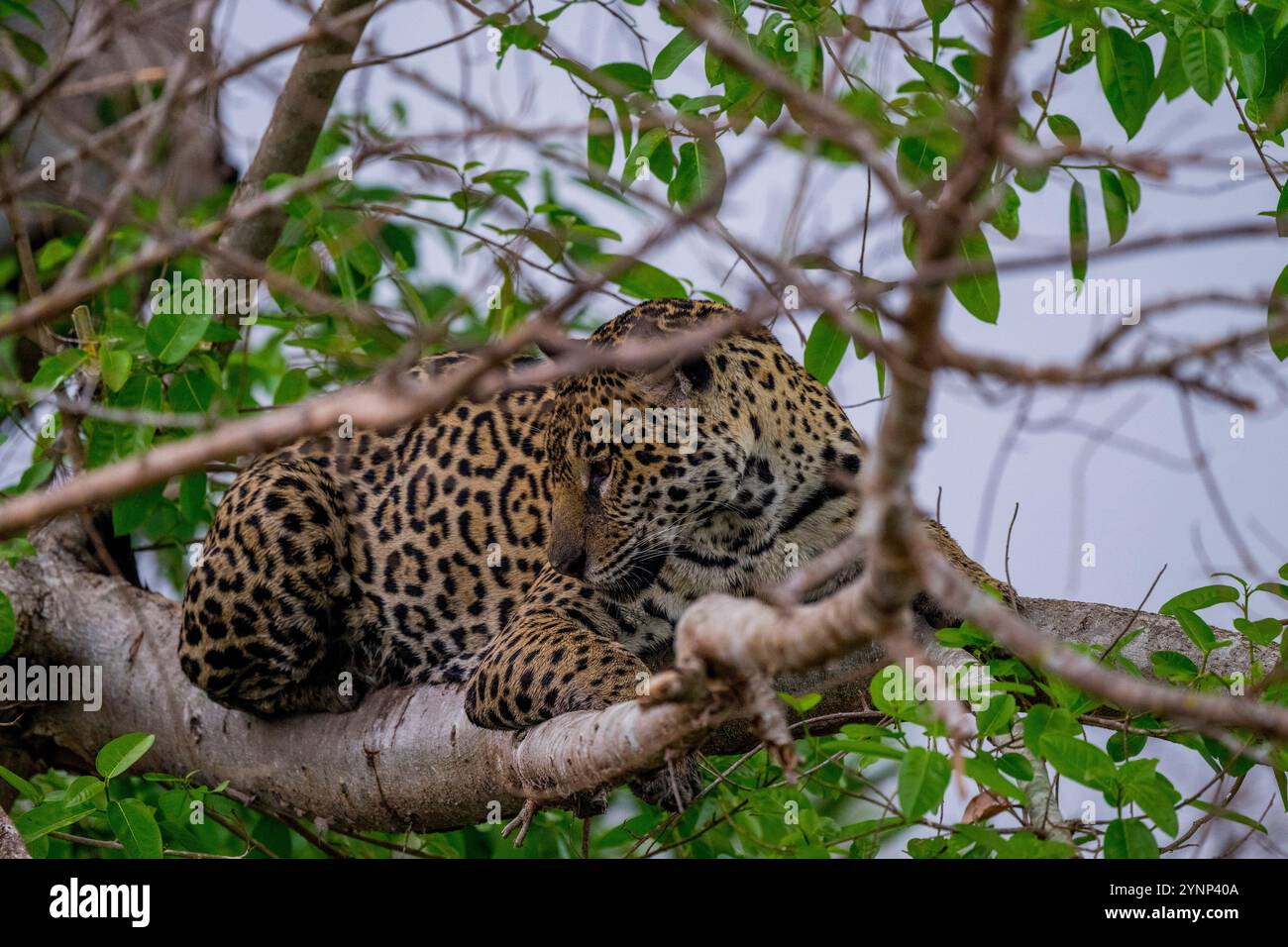 Ein Jaguar (Panthera onca) in einem Baum, der das Flussufer unten auf Beute an einem der Zuflüsse des Cuiaba River bei Porto Jofre im Norden beobachtet Stockfoto