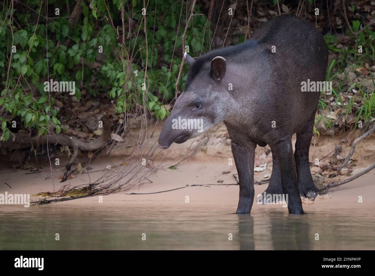Ein Tapir ist Trinkwasser aus einem der Zuflüsse des Cuiaba in der Nähe von Porto Jofre im nördlichen Pantanal in der brasilianischen Provinz Mato Grosso. Stockfoto