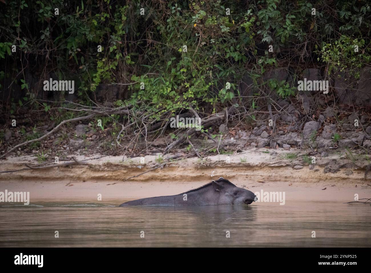 Ein Tapir badet in einem der Nebenflüsse des Cuiaba in der Nähe von Porto Jofre im nördlichen Pantanal in der brasilianischen Provinz Mato Grosso. Stockfoto