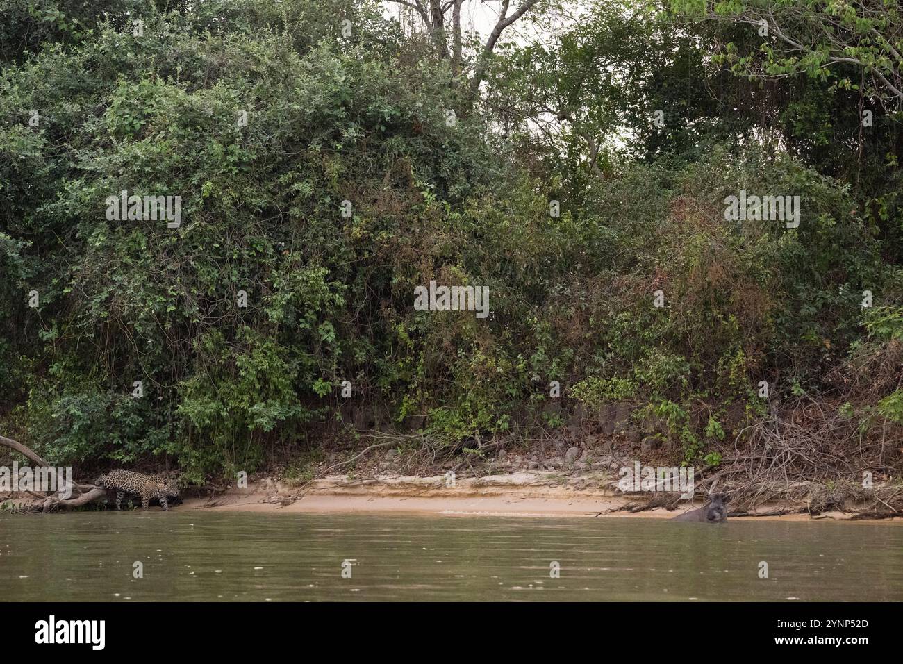 Ein Jaguar (Panthera onca) nähert sich einem Badetapir an einem der Nebenflüsse des Cuiaba River bei Porto Jofre im nördlichen Pantanal, Mato Stockfoto