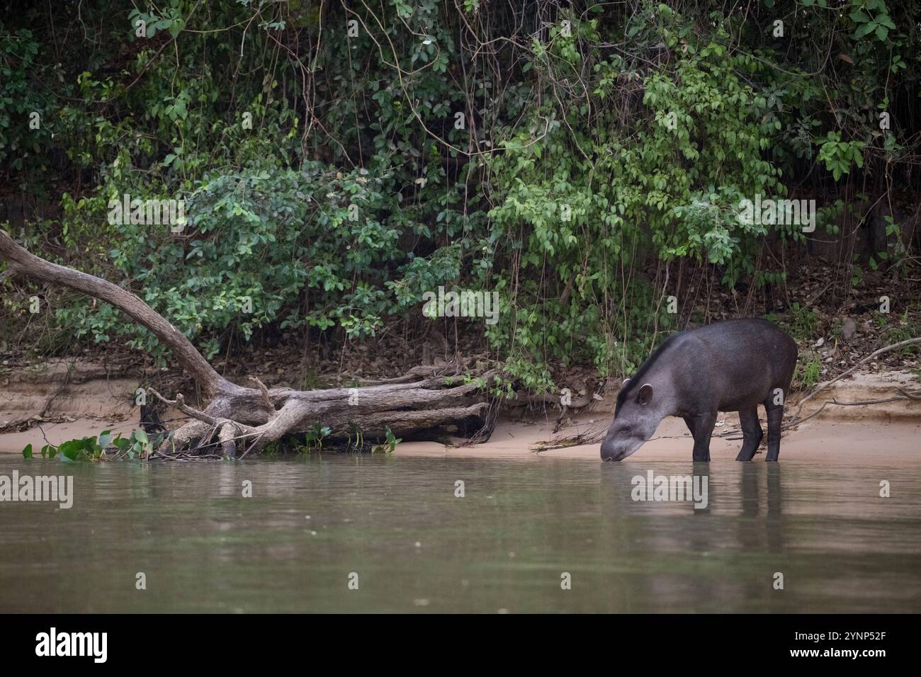 Ein Tapir ist Trinkwasser aus einem der Zuflüsse des Cuiaba in der Nähe von Porto Jofre im nördlichen Pantanal in der brasilianischen Provinz Mato Grosso. Stockfoto